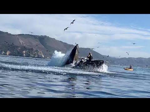 Whale swallows two Person in Kayak and then....... 🐳