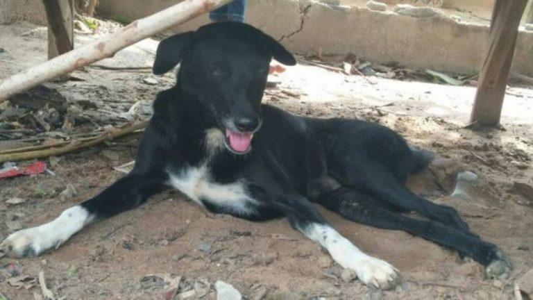 Ένας σκύλος – ήρωας: Έσωσε νεογέννητο που έθαψε η 15χρονη μητέρα σε χωράφι