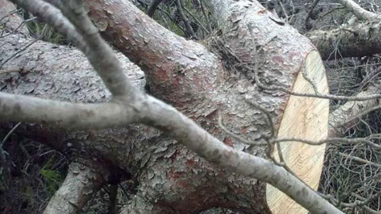 Νεκρός 62χρονος που καταπλακώθηκε από δέντρο
