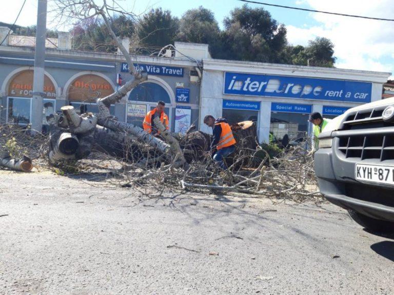 Tραυματισμός 64χρονου απο πτωση δέντρου στην Κέρκυρα