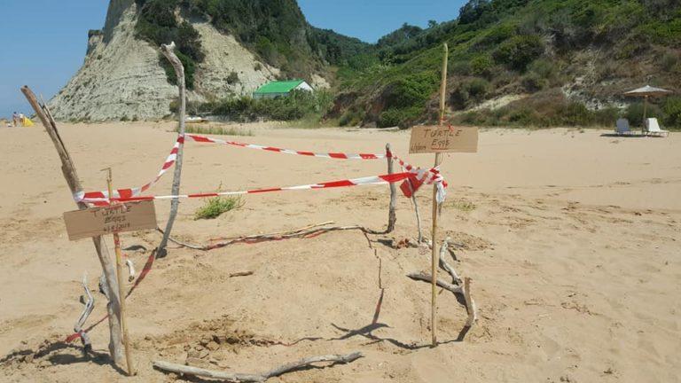 Κέρκυρα | Ευχάριστη έκπληξη στην παραλία του Αγίου Στεφάνου – Γέννησε χελώνα καρέτα – καρέτα (video-photos)