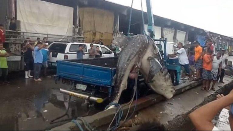 Φιλιππίνες | Ξεβράστηκε καρχαρίας-φάλαινα πέντε μέτρων στο λιμάνι της Μανίλα (video)
