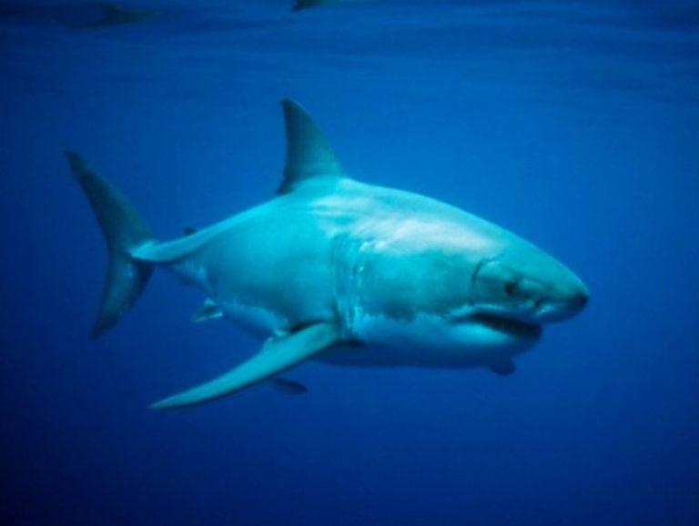 Τεράστιος λευκός καρχαρίας πήρε… στο κυνήγι ψαρά (video)