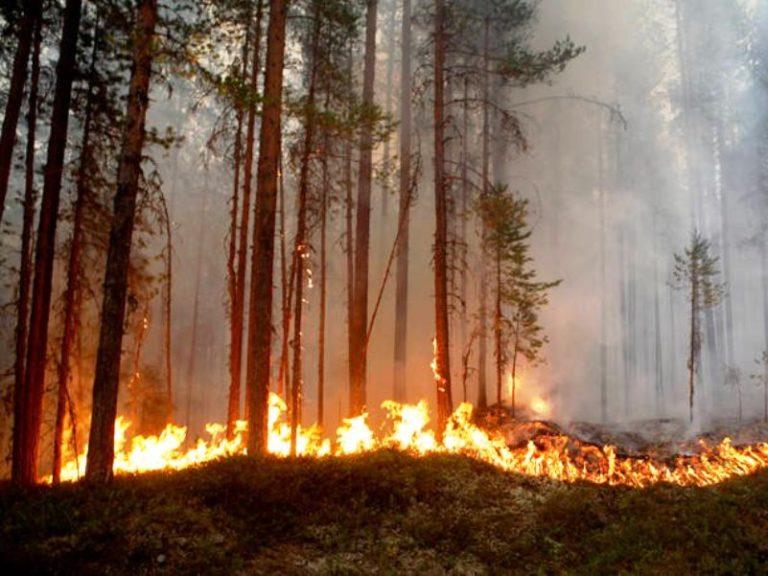 Σουηδία | Στο έλεος των δασικών πυρκαγιών – Εστάλησαν ελικόπτερα από Νορβηγία & Ιταλία (video+photos)