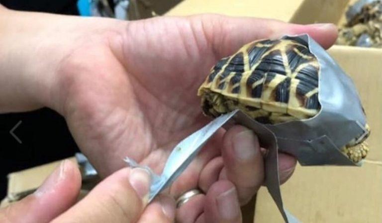 Βρήκαν σε αποσκευές 1.500 χελωνάκια τυλιγμένα με μονωτική ταινία