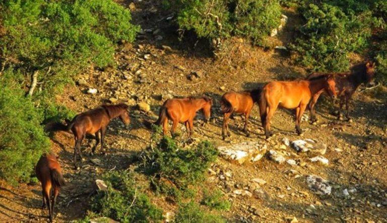 Αγρίνιο: Άγνωστοι σκότωσαν άγρια άλογα στη Στράτο