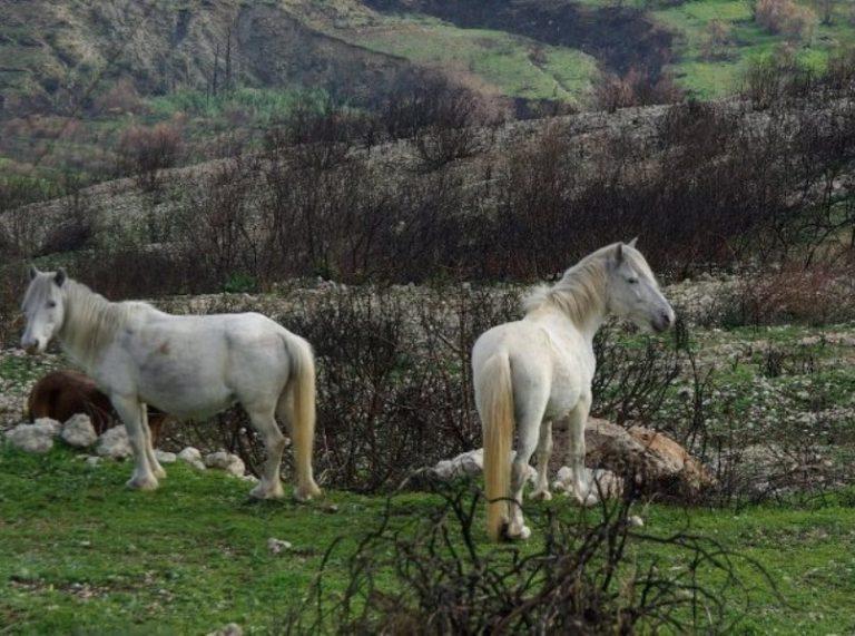Τα άγρια άλογα του Αίνου κατέβηκαν στα πεδινά λόγω χιονιού