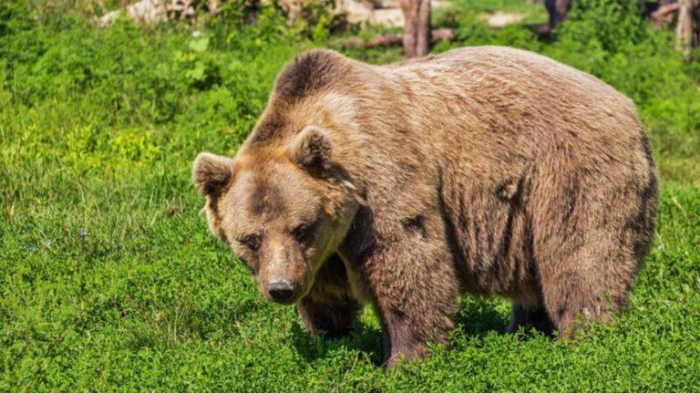 «Μας λέει ότι έκανε παρέα με μια αρκούδα»: Αγοράκι επιβίωσε 48 ώρες μόνο του στο δάσος