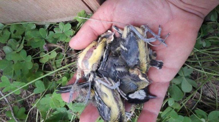 Κατέστρεψαν φωλιές και σκότωσαν νεογέννητα πουλιά στο πάρκο Ακαδημίας(pics)