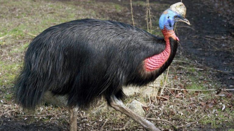 Φλόριντα: Είχε κατοικίδιο το πιο επικίνδυνο πουλί στον κόσμο και τον σκότωσε!