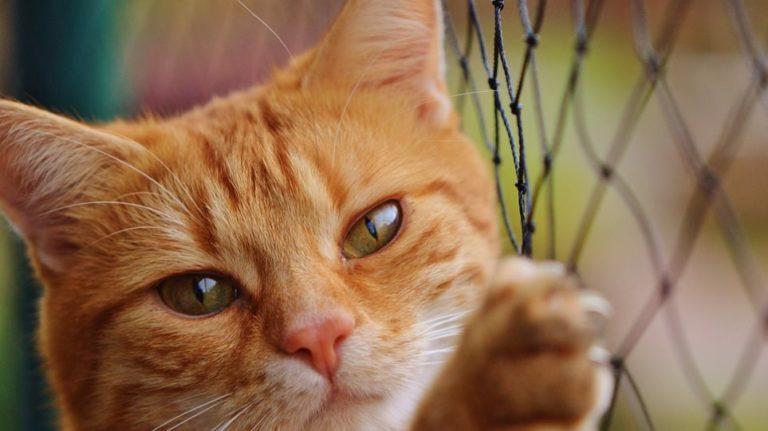 Κορονοϊός: Γάτος βρέθηκε θετικός στον ιό, τι λένε οι ειδικοί