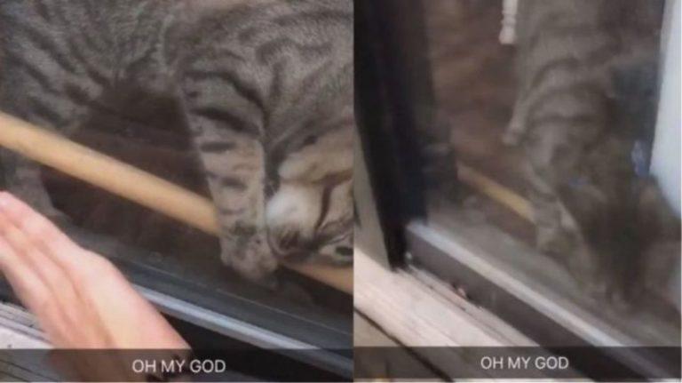 Viral: Πανέξυπνο γατάκι βοηθάει την ιδιοκτήτριά του να μπει στο σπίτι όταν εκείνη κλειδώνεται απ’ έξω!