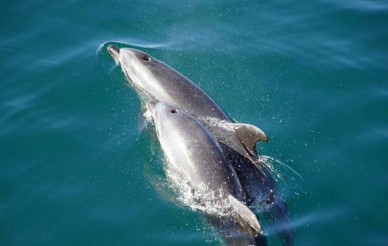 Ναύπακτος: Η διάσωση ενός μικρού δελφινιού (video)
