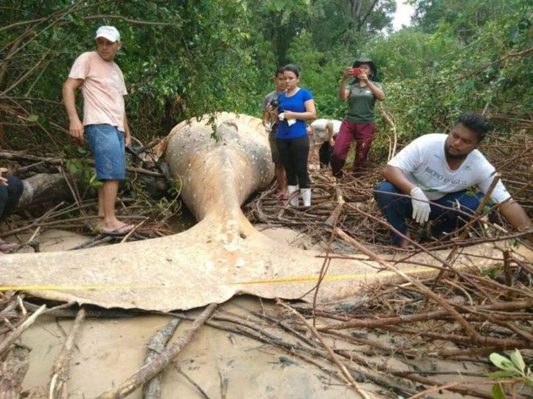 Μυστήριο: Βρέθηκε γιγάντια φάλαινα νεκρή στη ζούγκλα του Αμαζονίου – Δείτε φωτογραφίες