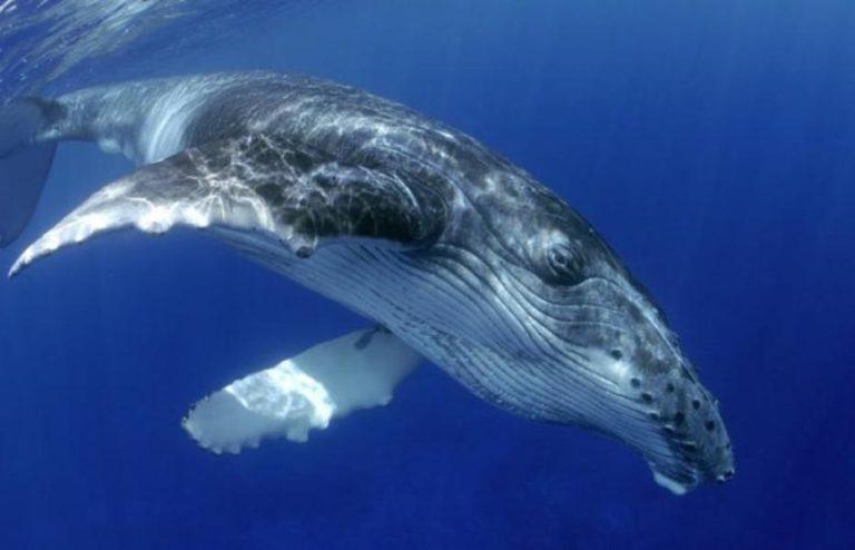 Γιατί τα… κόπρανα της φάλαινας κοστίζουν περισσότερο και από το ασήμι; (photo)