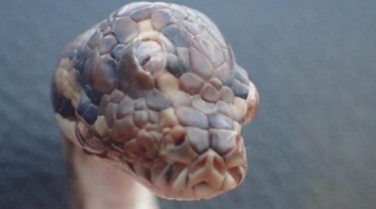 Φίδι με τρία μάτια βρέθηκε στην Αυστραλία (βίντεο)
