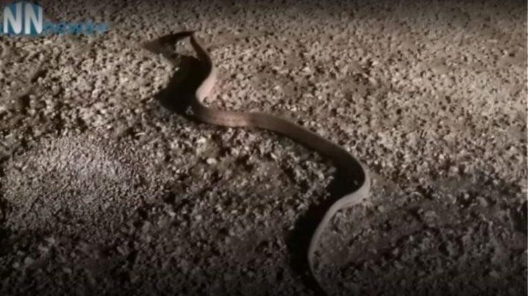 Βίντεο: Φίδι μέσα στο Φλεβάρη σε δρόμο στην Αιτωλοακαρνανία!