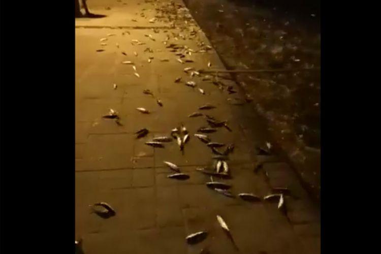 Κοπάδια από ψάρια βγήκαν στη στεριά στην Πρέβεζα (video)