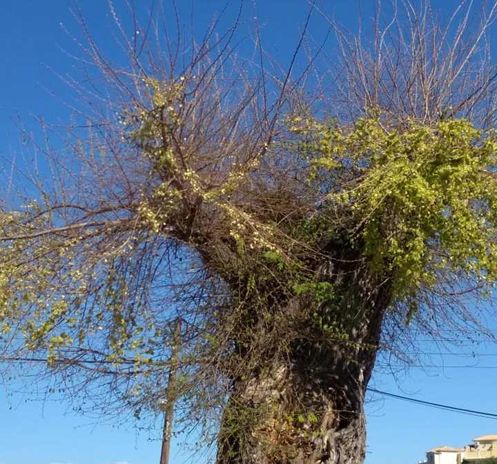 Καταγγελία και αγώνας για το θρυλικό αιωνόβιο δέντρο Φτελιά της Κασσιώπης