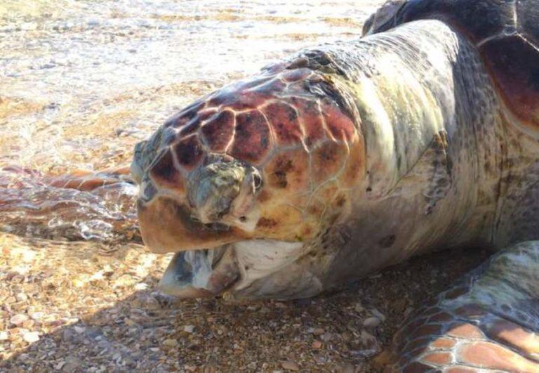 Κέρκυρα: Νεκρή Καρέτα Καρετα ξεβράστηκε στην παραλία του Χαλικούνα