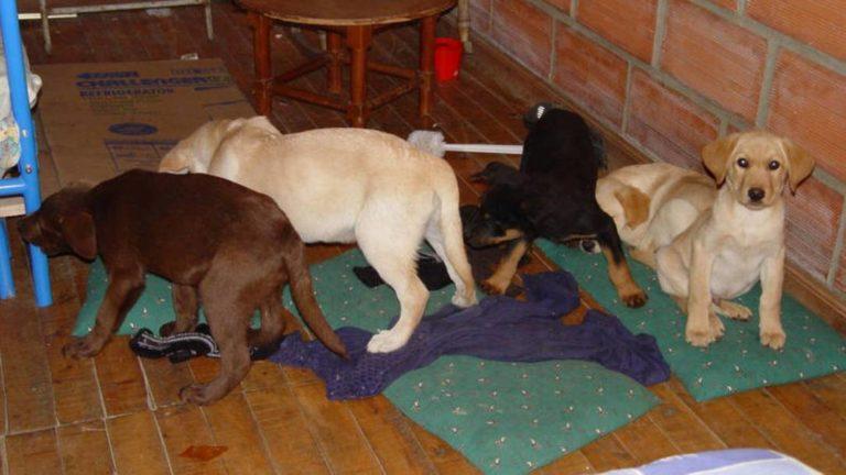 Κάθειρξη έξι χρόνων για τον κτηνίατρο που διακινούσε ηρωίνη μέσω… κουταβιών