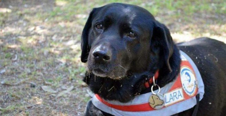 Πέθανε η Λάρα – Ήταν ο πρώτος σκύλος οδηγός τυφλών στην Ελλάδα (photos – video)