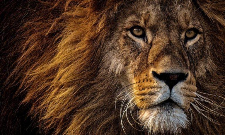ΣΟΚ: Λιοντάρι κατασπάραξε 22χρονη σε ζωολογικό κήπο
