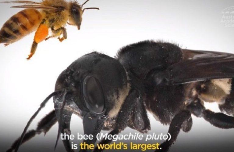 Αυτή είναι η μεγαλύτερη μέλισσα του πλανήτη και βρέθηκε ζωντανή μετά από 38 χρόνια