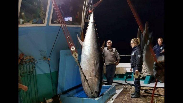 Ψαράδες στη Νάξο έβγαλαν τόνο… 288 κιλών