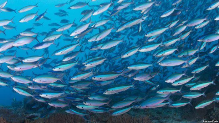 Περιβάλλον | Σε πρωτοφανή επίπεδα η επαγγελματική αλιεία σε ωκεανούς