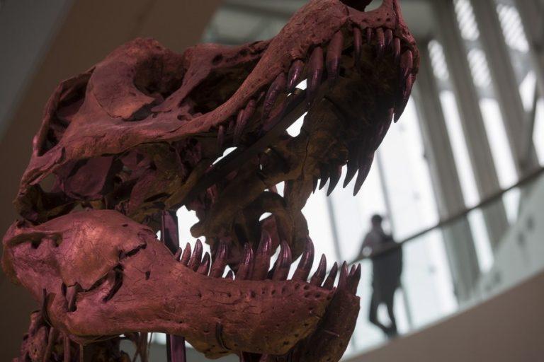 Ο Τυραννόσαυρος Ρεξ… ζωντανεύει – Το απόλυτο αρπακτικό σε εικονική πραγματικότητα