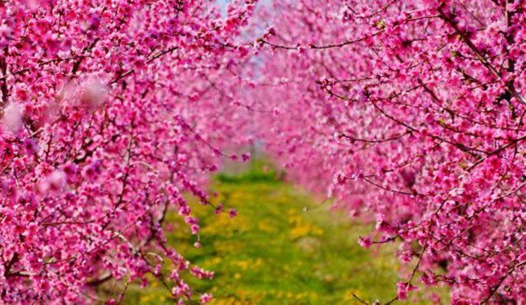 Οι ανθισμένες ροδακινιές της Βέροιας κοντράρουν στα ίσια τις κερασιές της Ιαπωνίας -Ροζ χαλί! (photo)