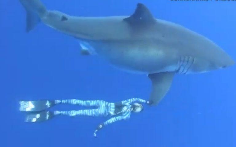 Ένας… «ευγενικός γίγαντας»: Κολυμπώντας δίπλα σε ένα θηριώδη λευκό καρχαρία (video)