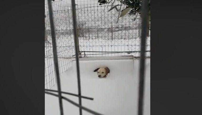 Viral:To εξοργιστικό βίντεο με τον σκύλο στην παγωμένη Λήμνο – Τον άφησαν δεμένο στο χιόνι