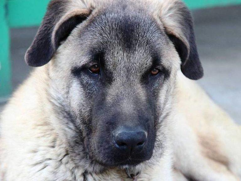 Ζάκυνθος | Πυροβόλησαν αδέσποτο σκυλί στον Λαγανά
