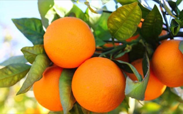 Πορτοκάλια θα μοιράσει Τετάρτη και Πέμπτη η Ένωση Πολυτέκνων
