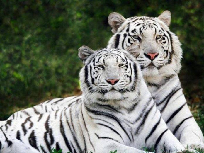 WWF: Ο άνθρωπος αφάνισε τα μισά άγρια ζώα σε 40 χρόνια!