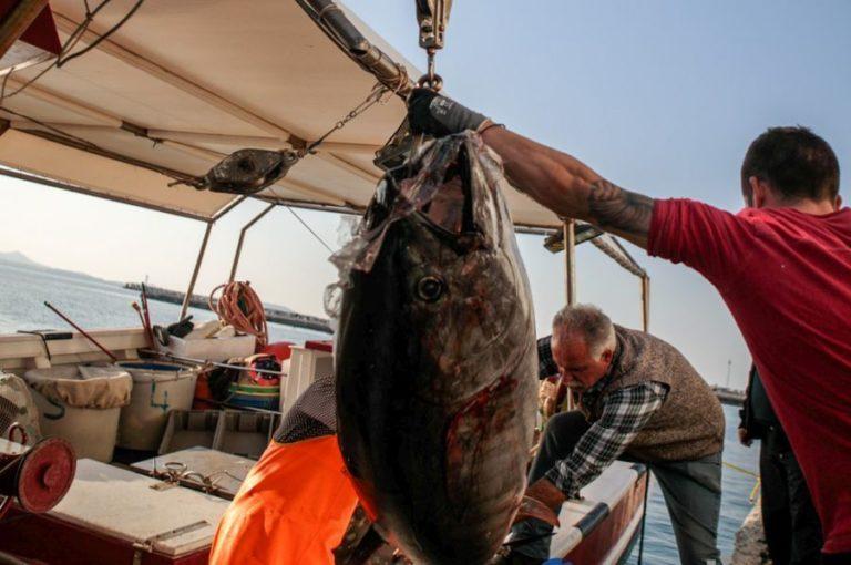 Αυτή και αν είναι ψαριά – Τόνους 300 κιλών έπιασαν ψαράδες στη Νάξο