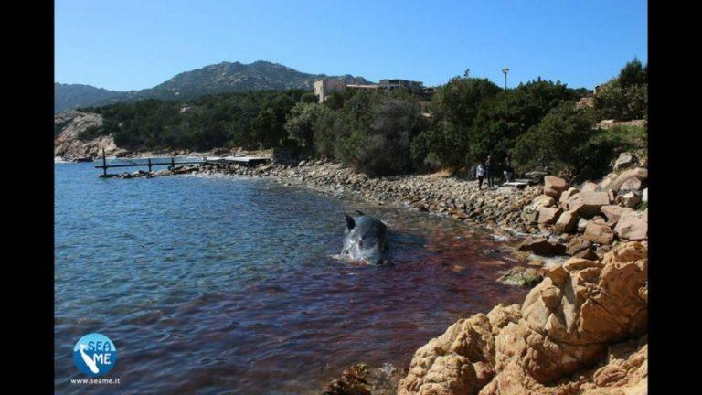 Έγκυος φάλαινα ξεβράστηκε νεκρή σε ιταλική ακτή – Είχε 22 κιλά πλαστικών στο στομάχι της
