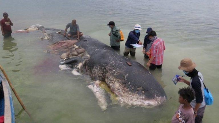 Φάλαινα φυσητήρας ξεβράστηκε νεκρή με έξι κιλά πλαστικά μέσα στο στομάχι της | Φωτογραφίες