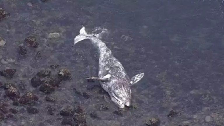 Δεκάδες υποσιτισμένες φάλαινες ξεβράζονται νεκρές στις ακτές των ΗΠΑ λόγω της ανόδου της θερμοκρασίας (pic & vid)