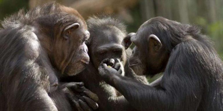 Viral: Κινηματογραφική απόδραση χιμπατζήδων απο ζωολογικό κήπο