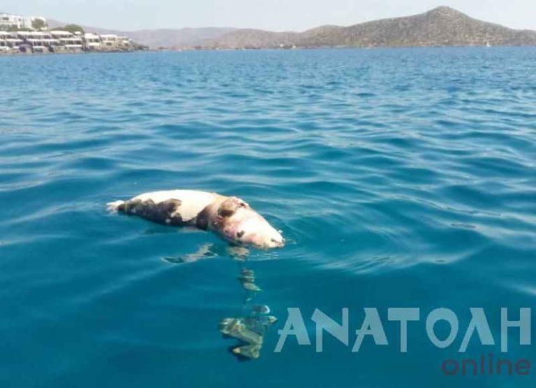 Σκότωσαν φώκια στην Κρήτη – Την βρήκαν με σχοινί και πέτρες στο λαιμό
