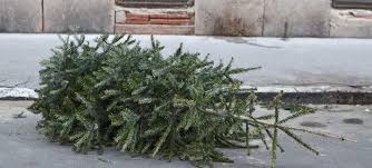 Γερμανία | Το χριστουγεννιάτικο δέντρο γίνεται λίπασμα