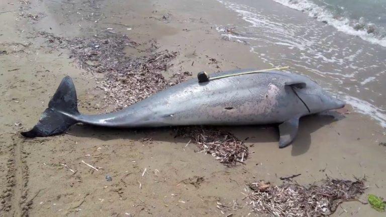 Κεφαλονιά | Νεκρό εντοπίστηκε δελφίνι στην Κουνόπετρα