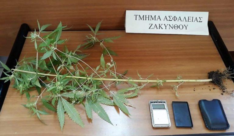 Ζάκυνθος | Συνελήφθη 64χρονος για καλλιέργεια κάνναβης