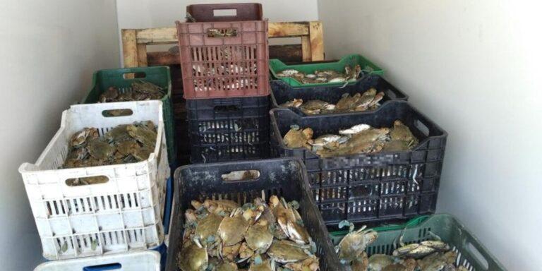 Αλιευτικός έλεγχος κοντά στη λιμνοθάλασσα Χαλικιόπουλου – Κατασχέθηκαν 33 κιβώτια με καβούρια