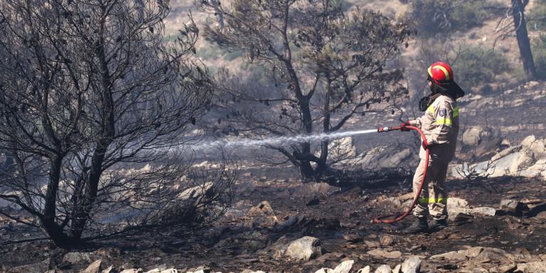 Δασική φωτιά στους Γιαννάδες – Κάηκαν 4 ελαιόδεντρα