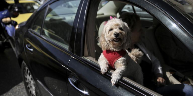 Περιορισμός μετακινήσεων, ΙΧ και σκυλιά -Τι ισχύει για τις βόλτες με το αυτοκίνητο