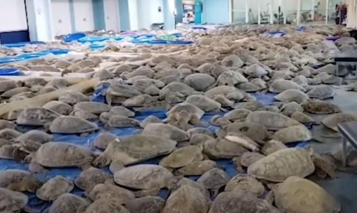 ΗΠΑ: Επιχείρηση διάσωσης για 7.000 θαλάσσιες χελώνες -Το πολικό ψύχος τις παρέλυσε